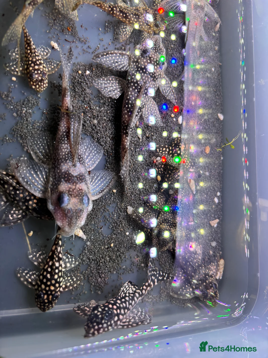Plecos fish for sale: L136b-c grades. Young to adults.  - Advert 3