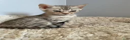 Bengal cats for sale: Bengal kitten - Advert 5