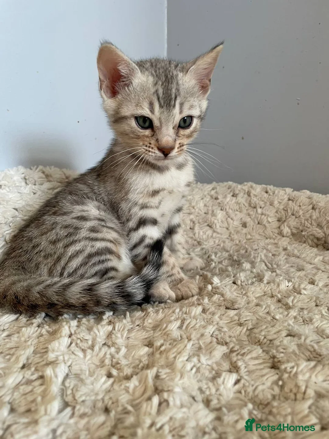 Bengal cats for sale: Bengal kitten - Advert 5