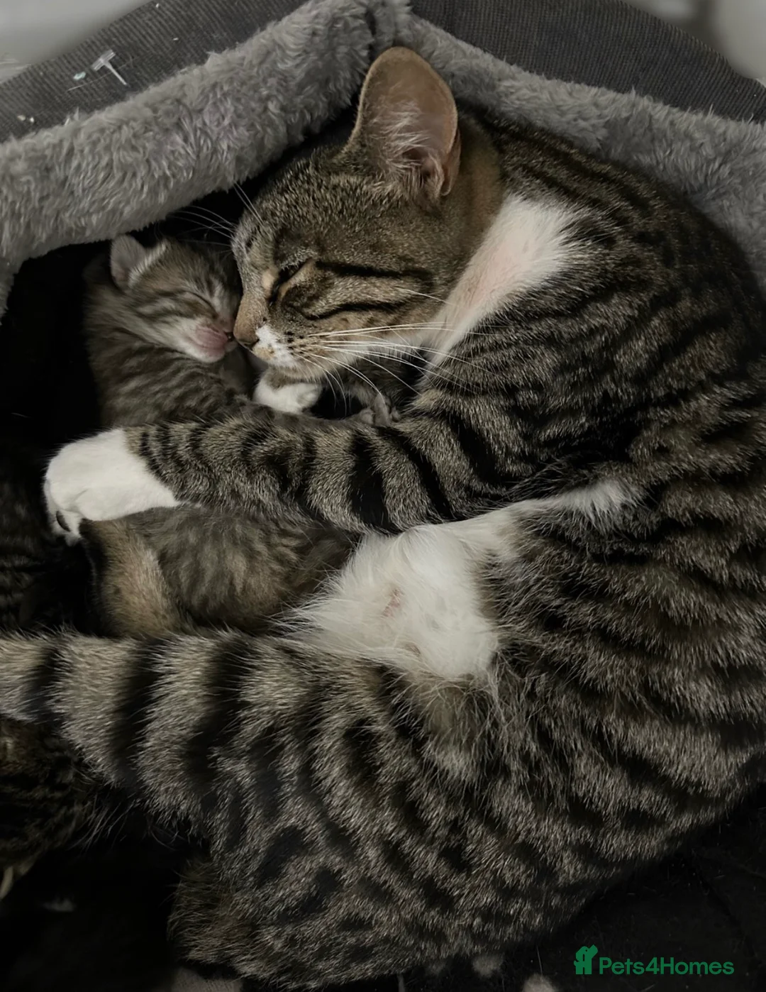 Mixed Breed cats for sale: Tabby kittens available  - Advert 2