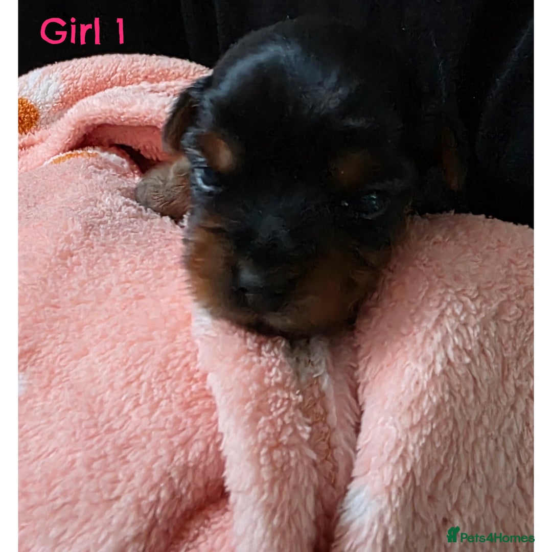 Yorkshire Terrier dogs for sale:  KC Yorkie Puppies🐶❤️ Sired by English Champion🏆 - Advert 3