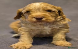 Cockapoo dogs for sale: READY NOW !! ONLY 3 COCKERPOO PUPPIES LEFT !!! in Alfreton - Image 2