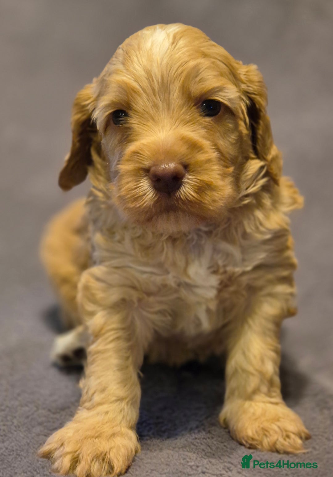Cockapoo dogs for sale: READY NOW !! ONLY 3 COCKERPOO PUPPIES LEFT !!! in Alfreton - Image 2