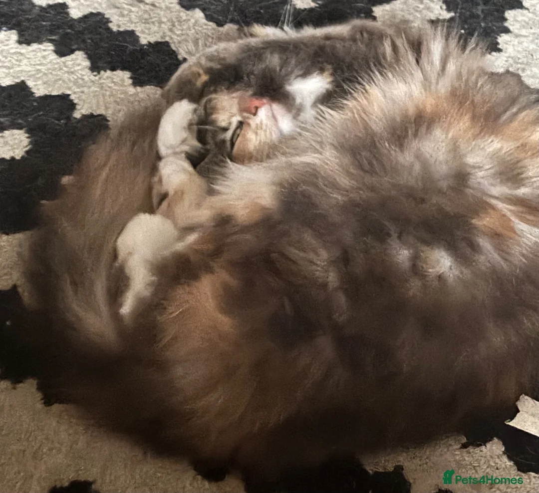 Mixed Breed cats for sale: Beautiful female diluted calico - Advert 2