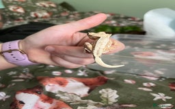 Gecko reptiles for sale: Lilly white and Dalmatian harlequin crested geckos - Image 3