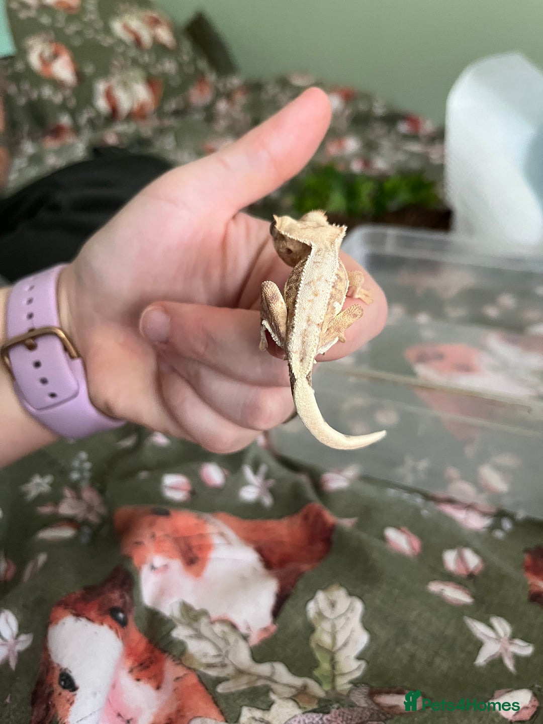 Gecko reptiles for sale: Lilly white and Dalmatian harlequin crested geckos - Image 3