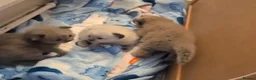 Ragdoll cats for sale: 3 ragdoll kittens for sale - Advert 4