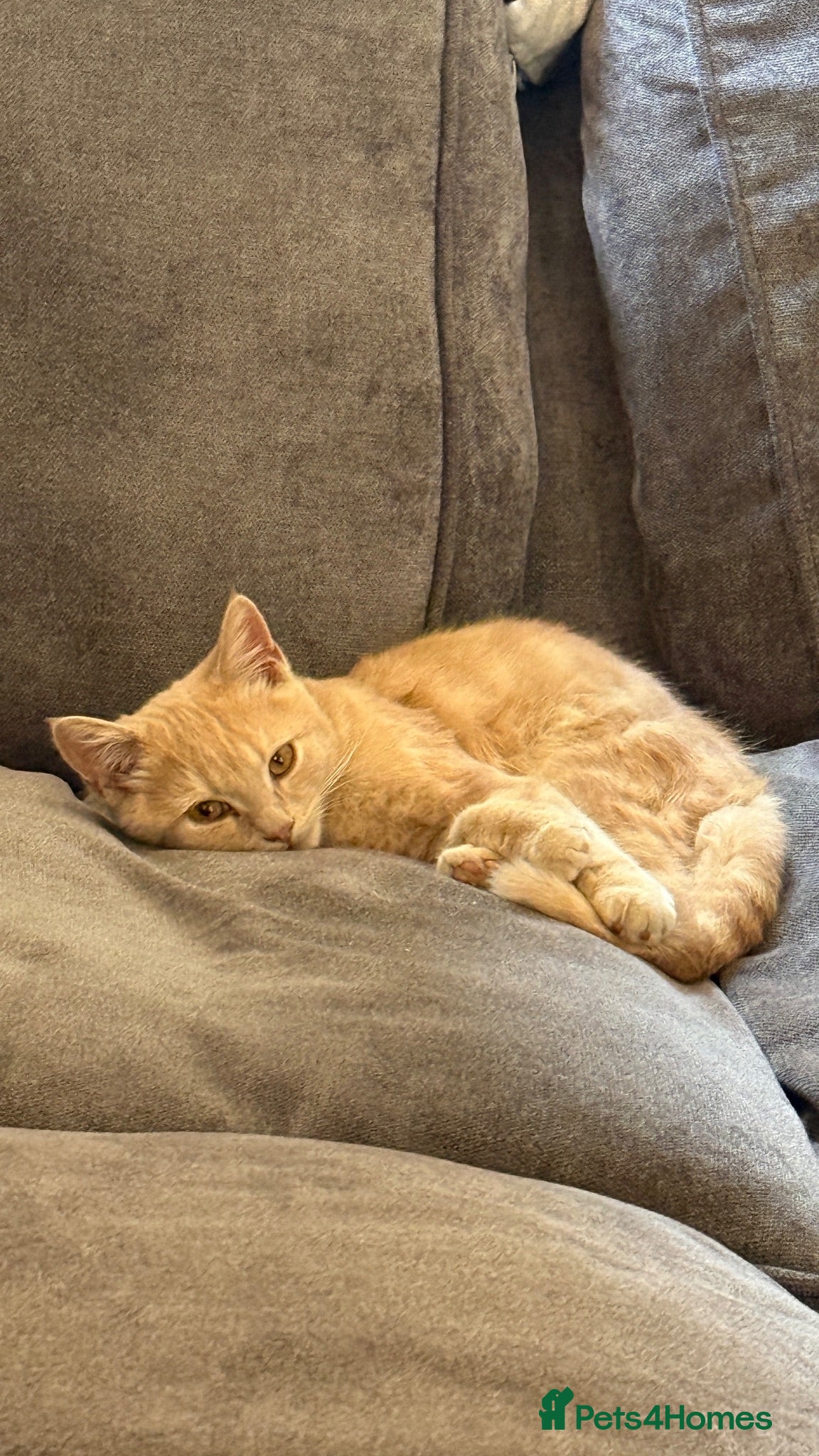 Mixed Breed cats 4 months old male kitten BSH & persian - Advert 1