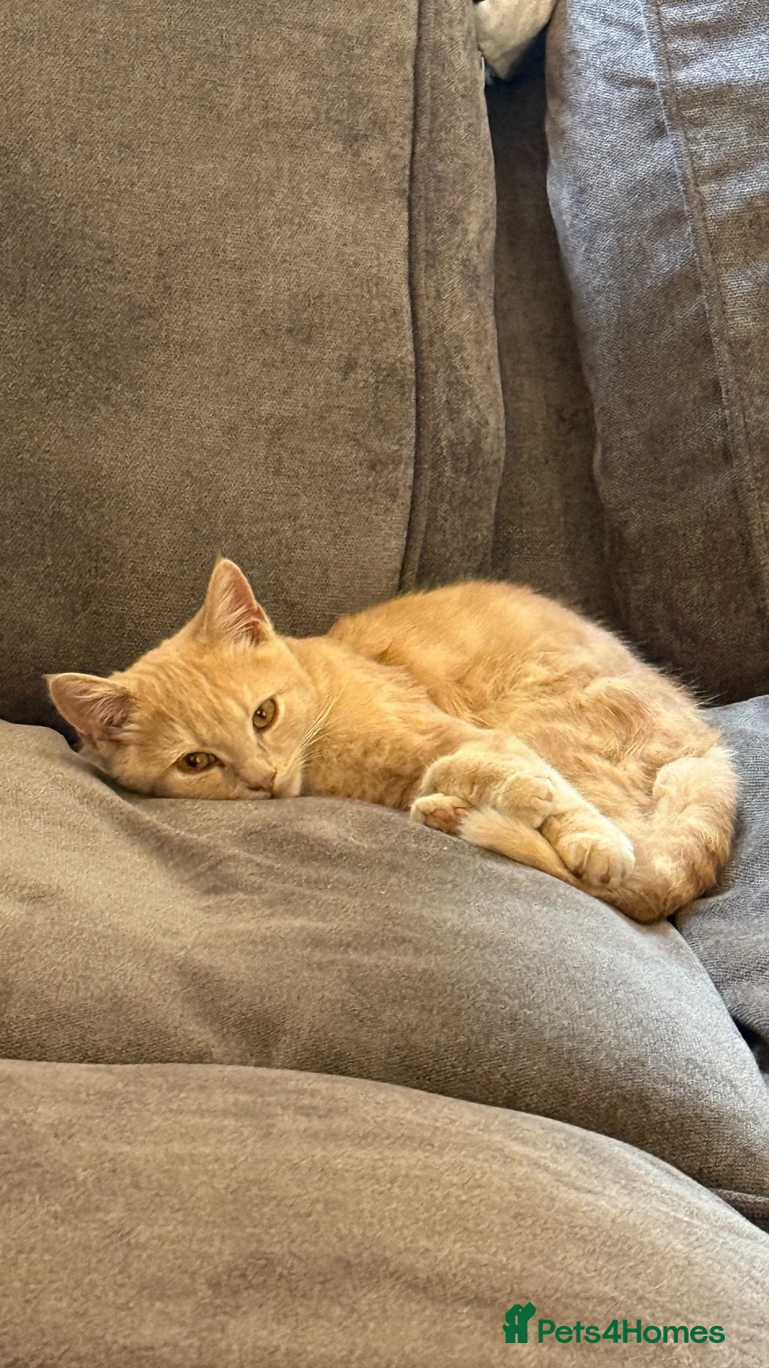 Mixed Breed cats for sale: 4 months old male kitten BSH & persian in Wellingborough - Advert 1