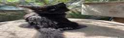 Maine Coon cats for sale: XL FULL Maine coon kitten price reduced - Advert 11