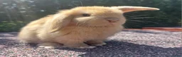 Mini Lop rabbits for sale: ☆ Mini Lop Babies For Sale ☆ - Advert 1