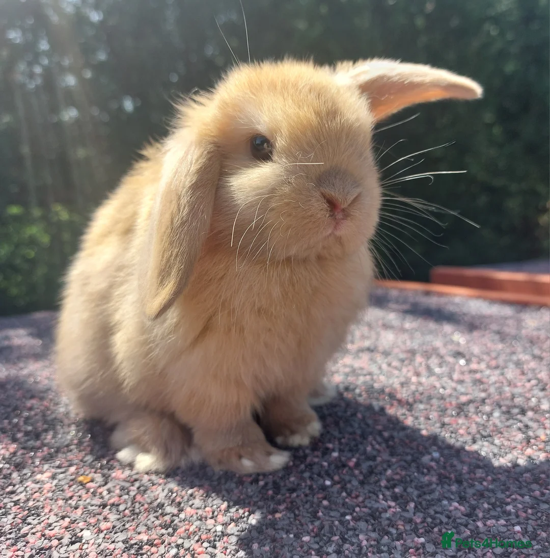 Mini Lop rabbits for sale: ☆ Mini Lop Babies For Sale ☆ - Advert 1