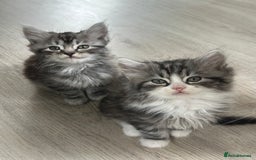 Scottish Fold cats for sale: Gorgeous fluffy Scottish Fold x DSH kittens - Image 33