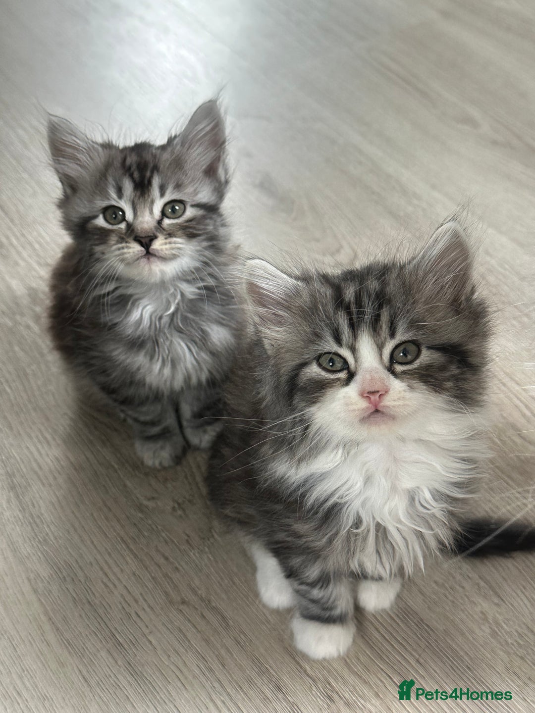 Scottish Fold cats for sale: Gorgeous fluffy Scottish Fold x DSH kittens - Image 33