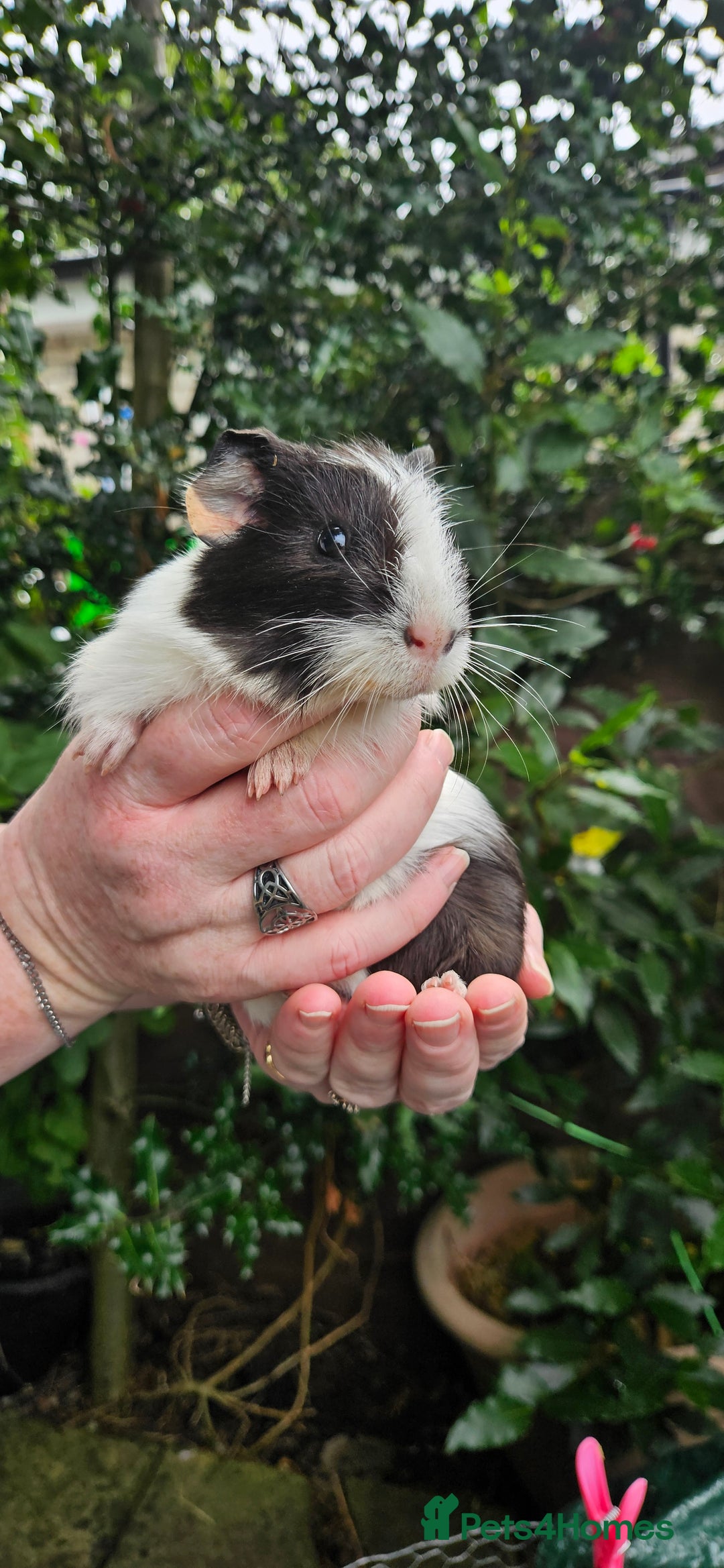 Guinea Pig rodents for sale: 7 Beautiful male Guinea Pigs for sale. - Image 1