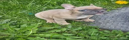 French Bulldog dogs for sale: French bulldog female  - Advert 2