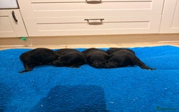 Mixed Breed dogs for sale: F1 Whippet x Bedlington terrier  - Image 5