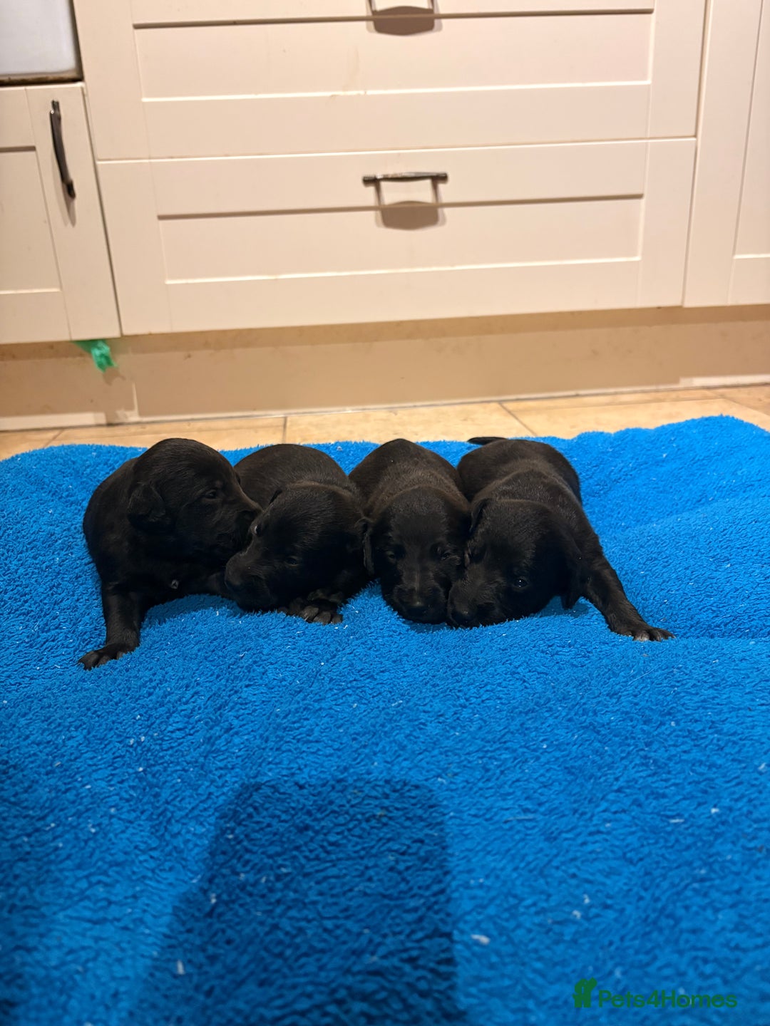 Mixed Breed dogs for sale: F1 Whippet x Bedlington terrier  - Image 5