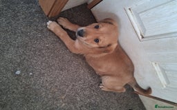 Mixed Breed dogs for sale: Rottweiler mix whippet - Image 3