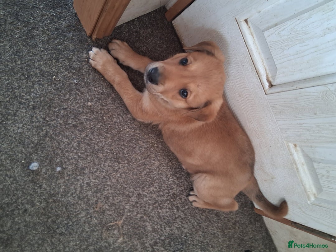 Mixed Breed dogs for sale: Rottweiler mix whippet - Image 3