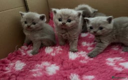 British Shorthair cats for sale: GCCF registered lilac kittens  - Image 12
