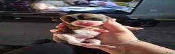 Jack Russell dogs for sale: Jack russell pups - Advert 14