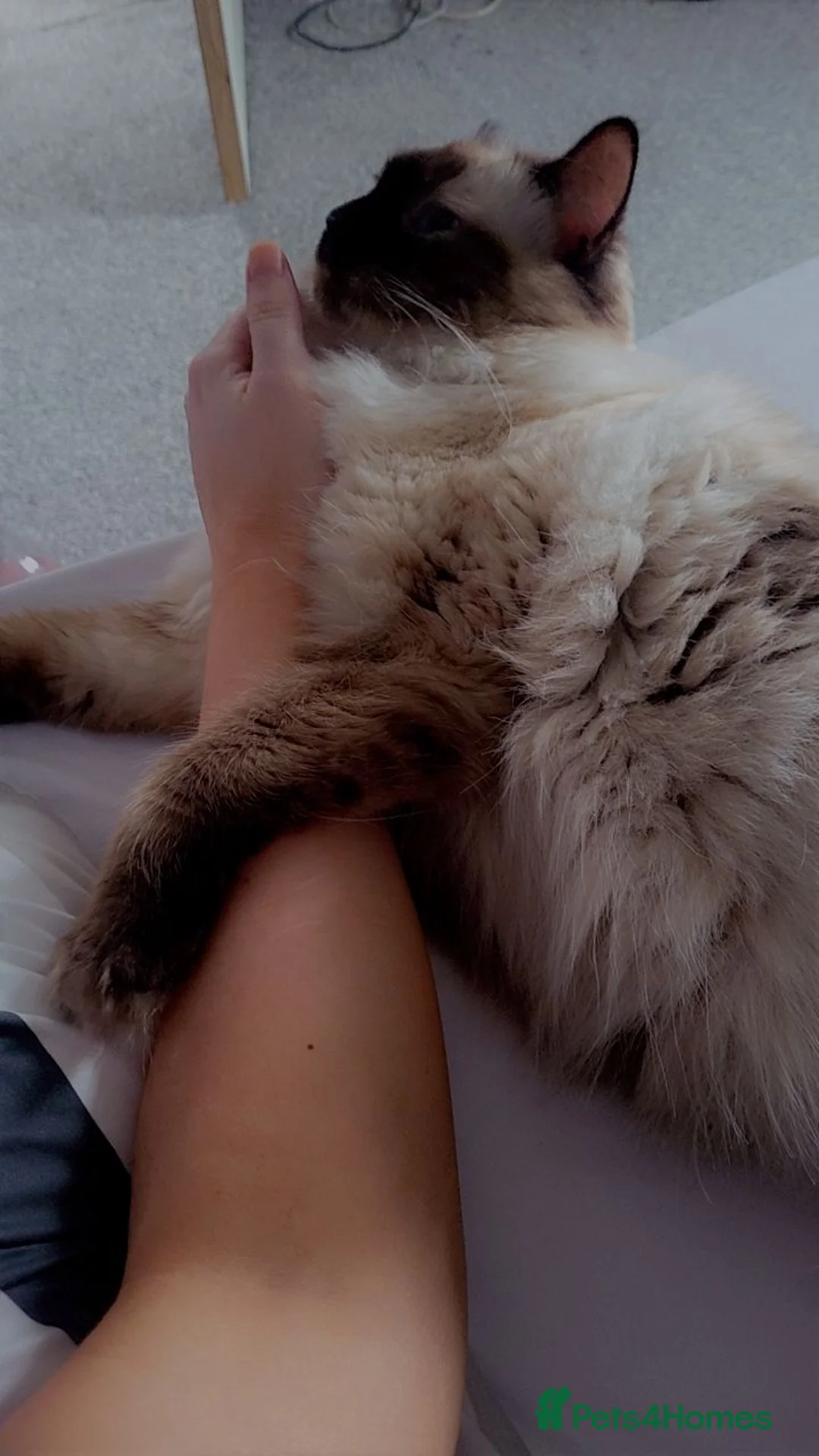 Ragdoll cats for sale: 3 year old spay female ragdoll in Trimdon Station - Advert 5