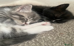 Mixed Breed cats for sale: 3 beautiful ragdoll cross  - Image 2