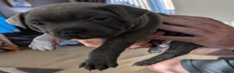 Staffordshire Bull Terrier dogs for sale: KC reg Staffordshire Bull terrier for sale - Advert 11