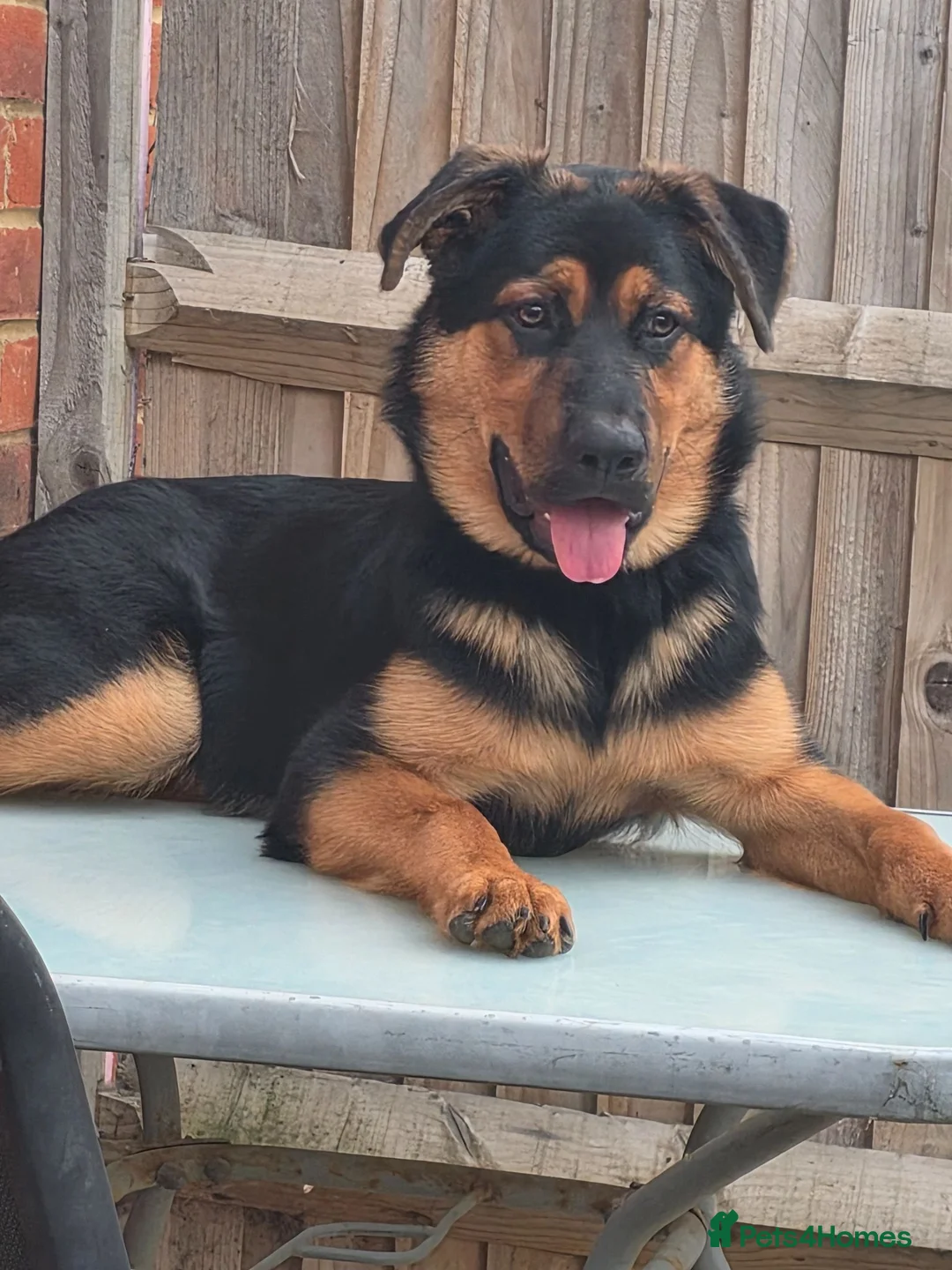 Mixed Breed dogs for sale: Lady  in Aldershot - Advert 1