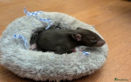 Rat rodents for sale: 4 male rats  - Image 8