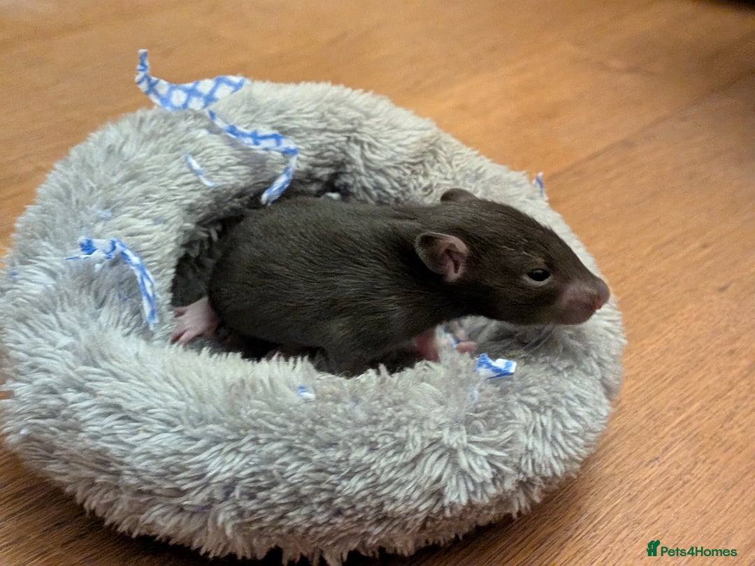 Rat rodents for sale: 4 male rats  - Image 8