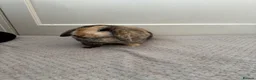 Mini Lop rabbits for sale: Cute Harley Quinn Mini Lop Baby Rabbit - Advert 4