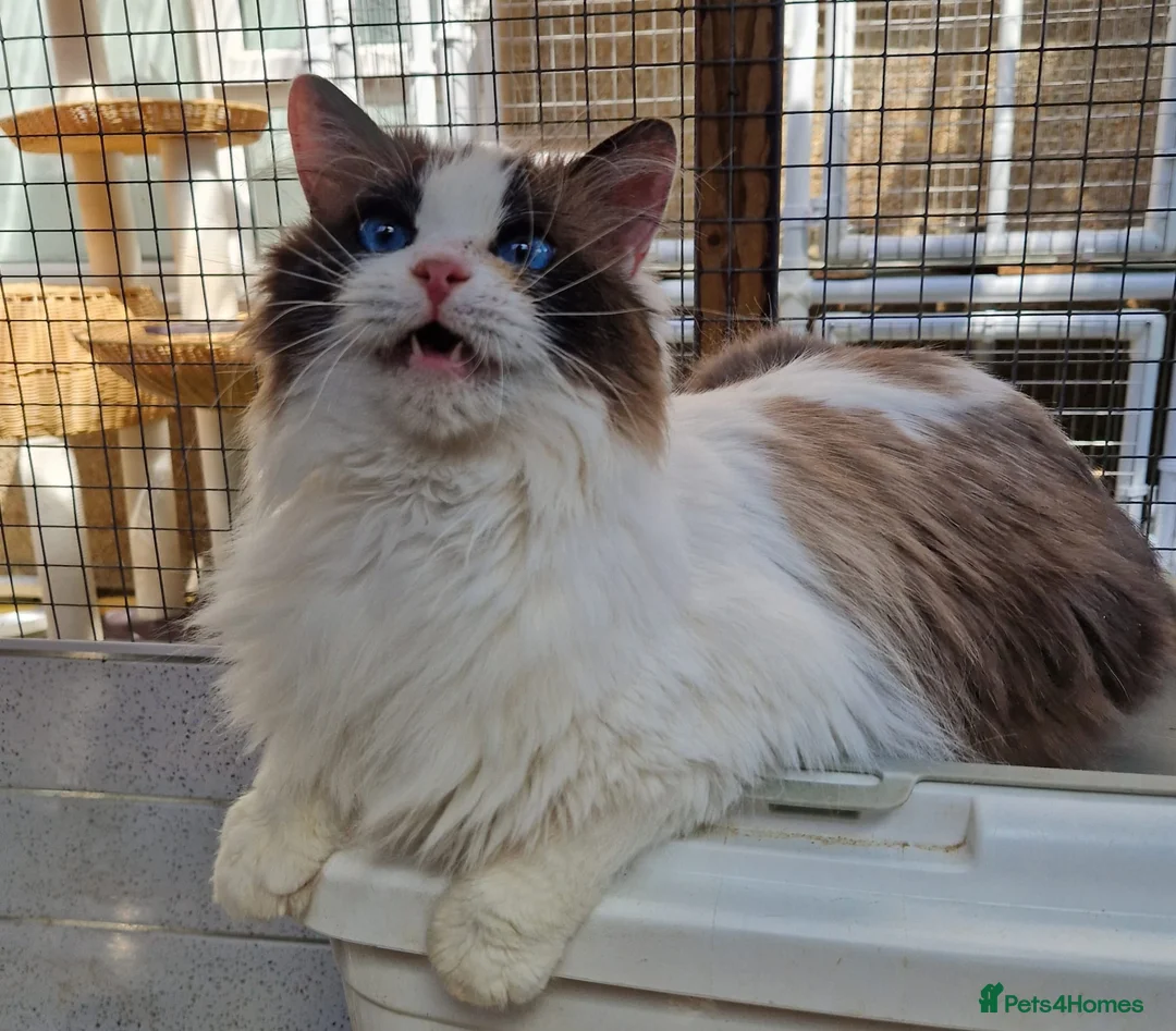 Ragdoll cats for sale: GCCF Registered adult female - Advert 6