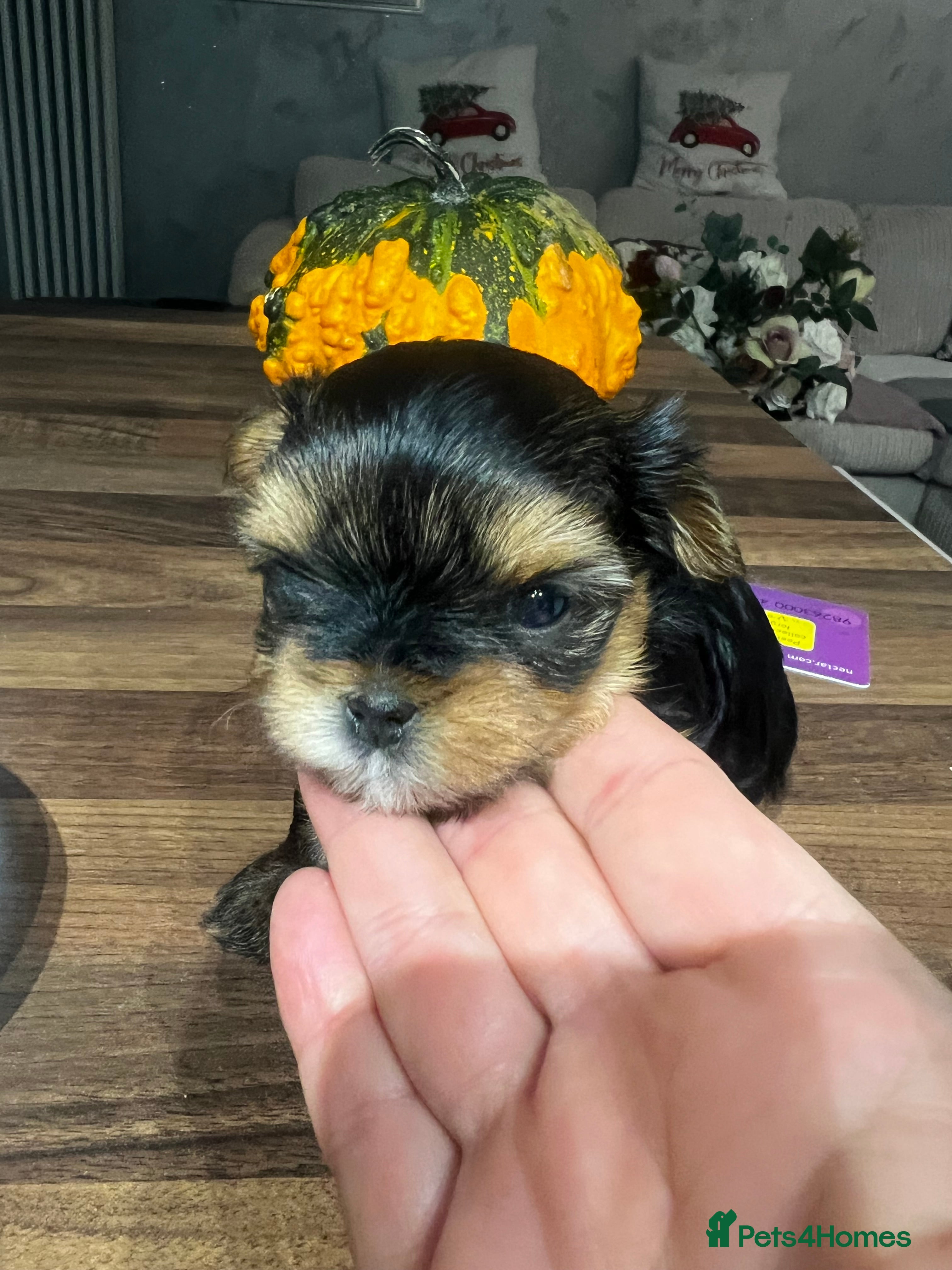 Yorkshire Terrier dogs Mini Yorkie looking for a new home  - Advert 20