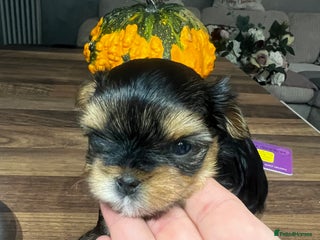 Yorkshire Terrier dogs Mini Yorkie looking for a new home - Advert 10