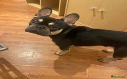 French Bulldog dogs for sale: 3 YO Male French Bulldog - Image 1
