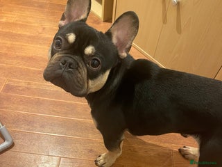 French Bulldog dogs for sale - Advert 1