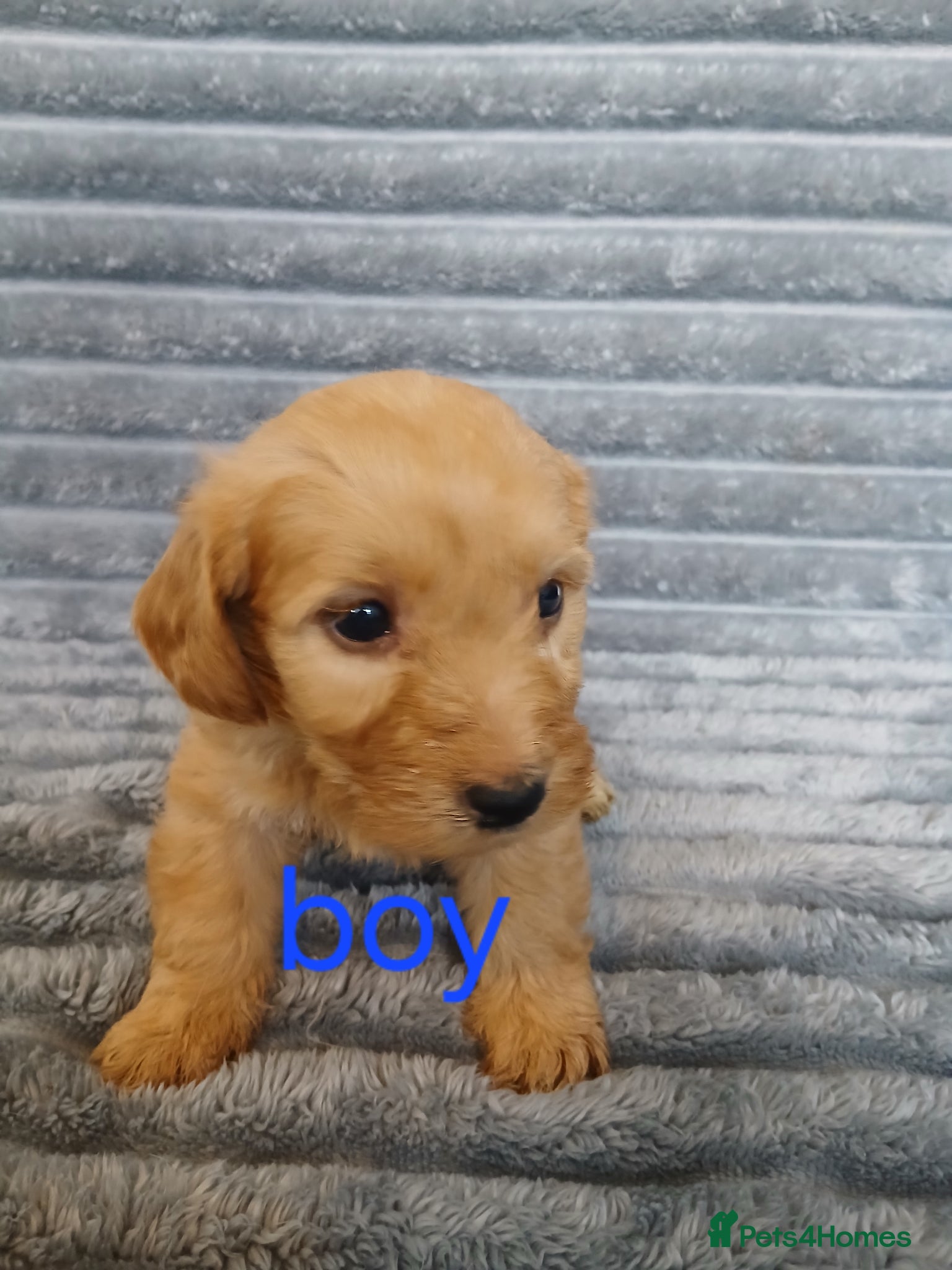 Mixed Breed dogs for sale: 8 dachshund x jack Russel puppies  in Henfield - Advert 22
