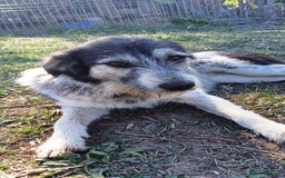 Mixed Breed dogs for adoption: Beautiful & Gentle ADELE needs a Loving Home - Image 1