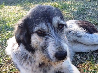 Mixed Breed dogs Beautiful & Gentle ADELE needs a Loving Home - Advert 1