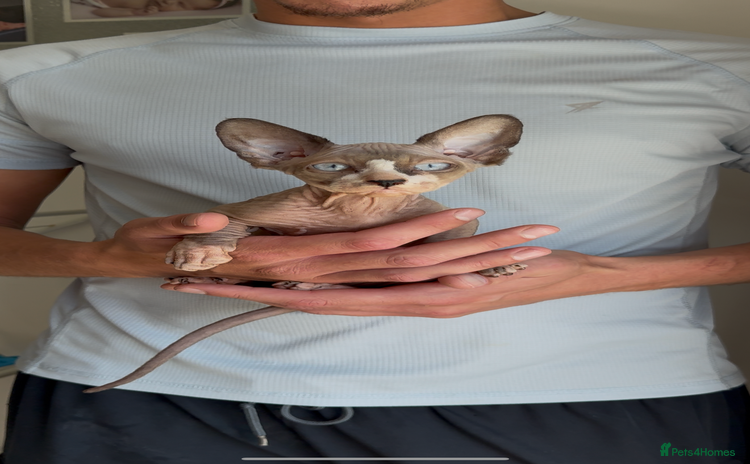 Sphynx cats - Advert 4