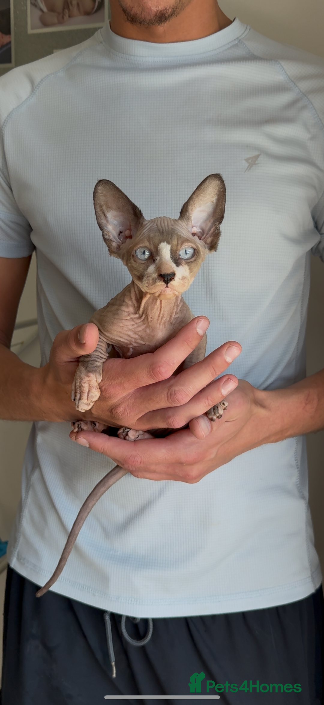 Sphynx cats for sale: Beautiful Bambino male - Image 1