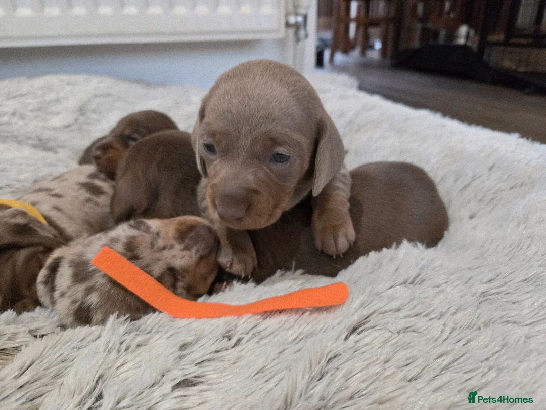Miniature Dachshund dogs for sale: Miniature Dachshund Puppies (smooth haired) - Advert 4