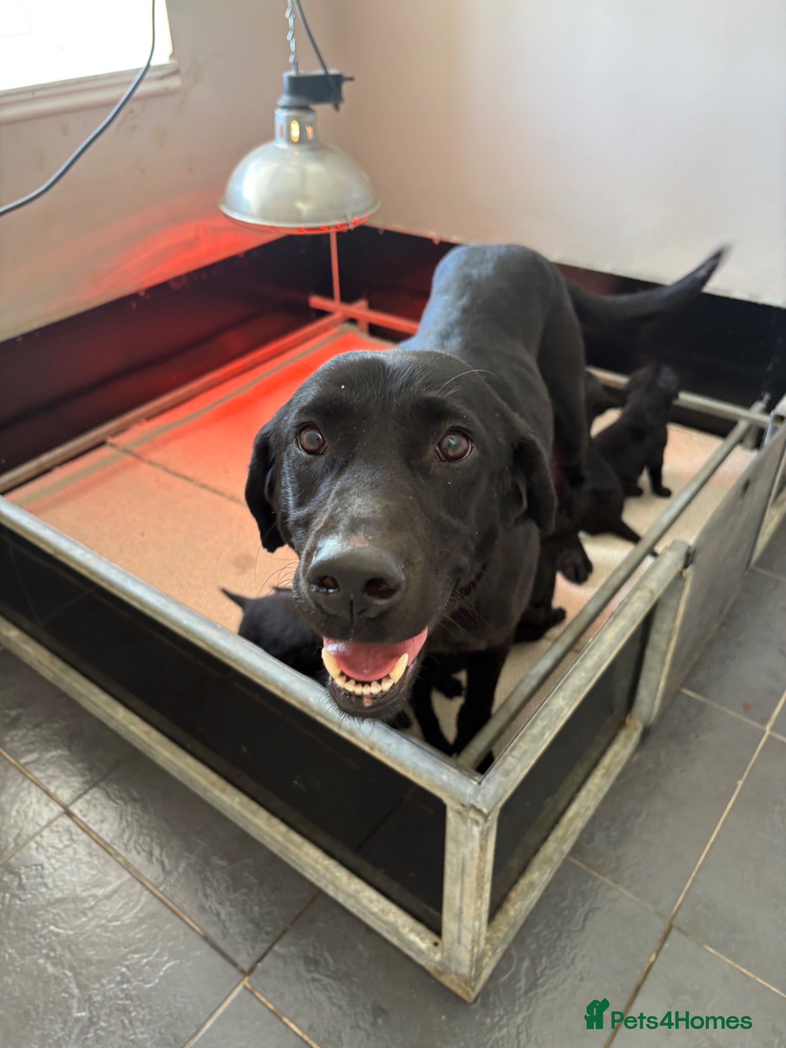 Labrador Retriever dogs for sale: KC Black Labrador Puppies - Advert 6