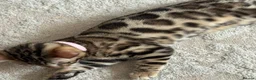 Bengal cats for sale: Pure Pedigree Bengal Kittens - Advert 11