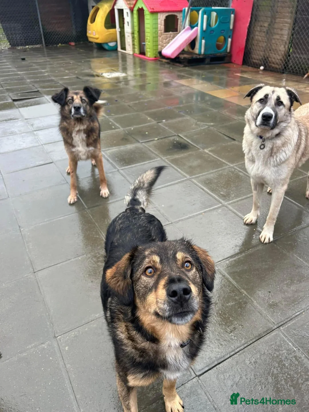 Mixed Breed dogs for adoption: Hovis - Norwich Norfolk  in Norwich - Advert 34