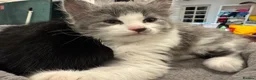 British Shorthair cats for sale: Adorable bland and grey kittens in Glasgow - Advert 5