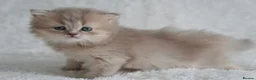 Munchkin cats for sale: Beautiful munchkin kittens - Advert 7