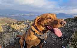 Labrador Retriever dogs for sale: Beautiful Labrador puppies  - Image 14